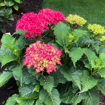Hydrangea Frill Ride™ Bigleaf  Hydrangea