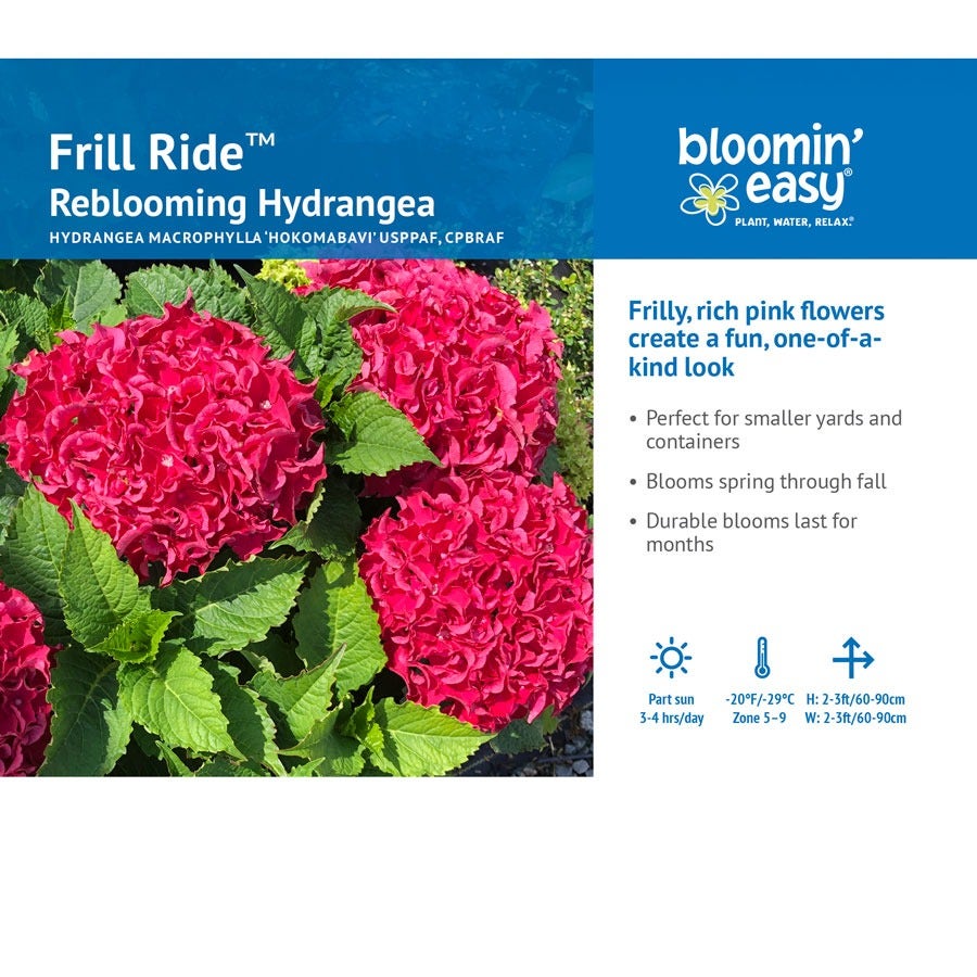 Hydrangea Frill Ride™ Bigleaf  Hydrangea