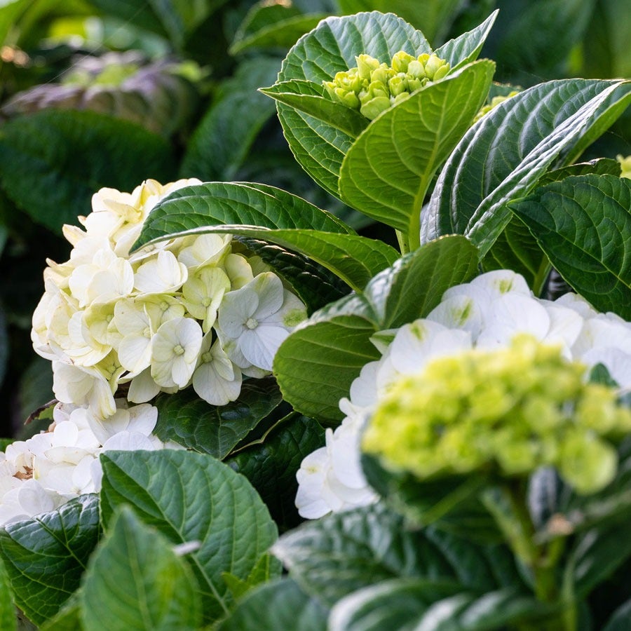 Hydrangea Grin and Tonic™ Bigleaf Hydrangea