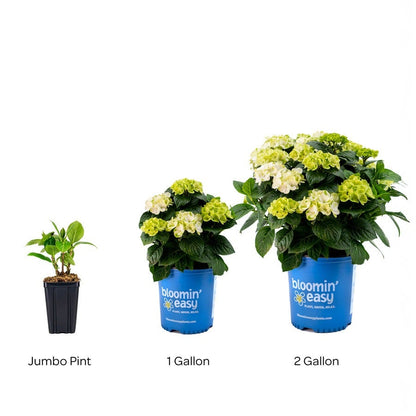 Hydrangea Grin and Tonic™ Bigleaf Hydrangea