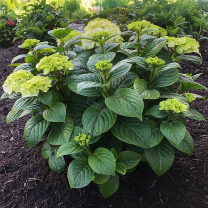 Hydrangea Grin and Tonic™ Bigleaf Hydrangea