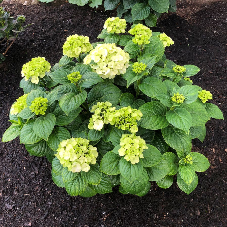 Hydrangea Grin and Tonic™ Bigleaf Hydrangea