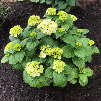 Hydrangea Grin and Tonic™ Bigleaf Hydrangea