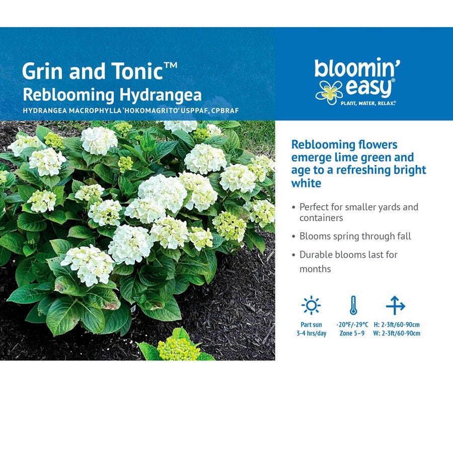 Hydrangea Grin and Tonic™ Bigleaf Hydrangea