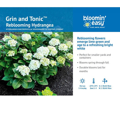 Hydrangea Grin and Tonic™ Bigleaf Hydrangea