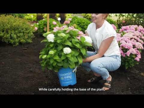 Hydrangea Grin and Tonic™ Bigleaf Hydrangea