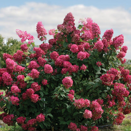 Hydrangea Fire Light® Panicle Hydrangea