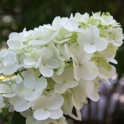 Hydrangea Fire Light® Panicle Hydrangea