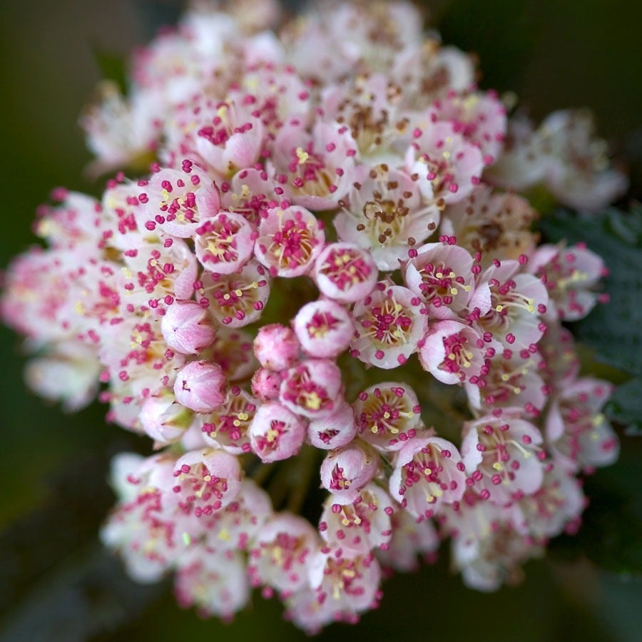 Physocarpus Summer Wine® Ninebark