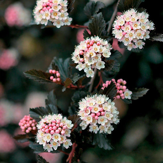 Physocarpus Summer Wine® Ninebark