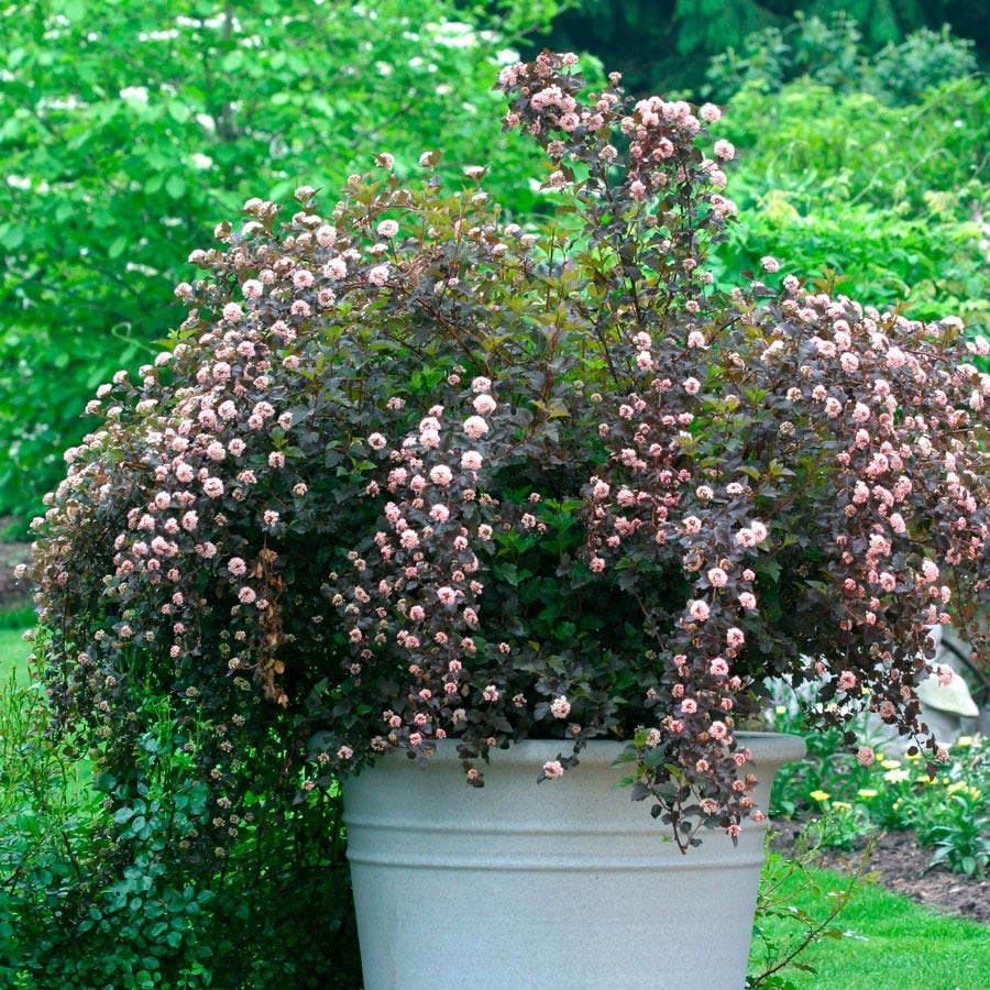 Physocarpus Summer Wine® Ninebark