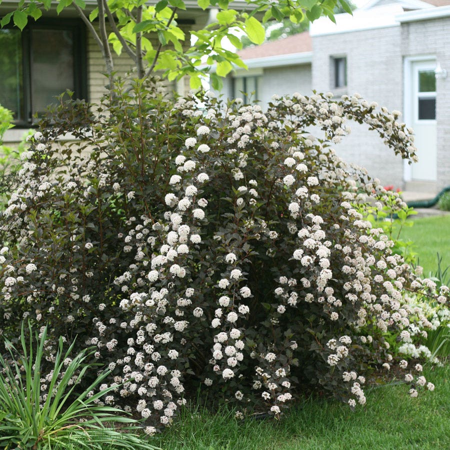 Physocarpus Summer Wine® Ninebark
