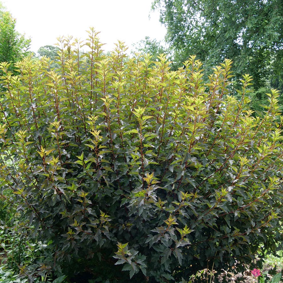 Physocarpus Summer Wine® Ninebark