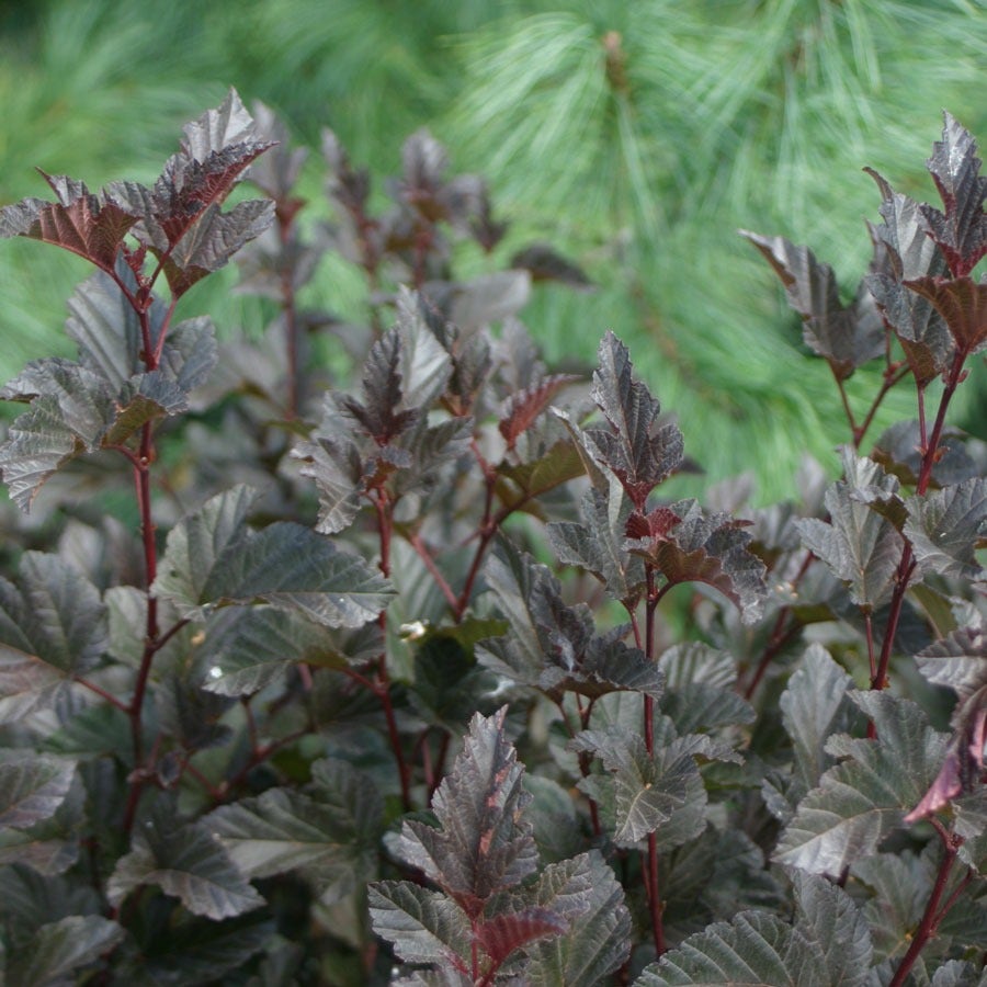 Physocarpus Summer Wine® Ninebark