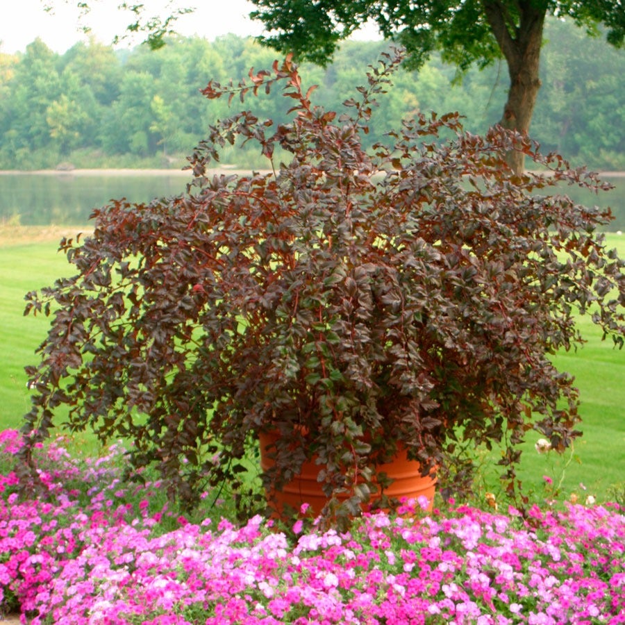 Physocarpus Summer Wine® Ninebark