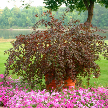 Physocarpus Summer Wine® Ninebark