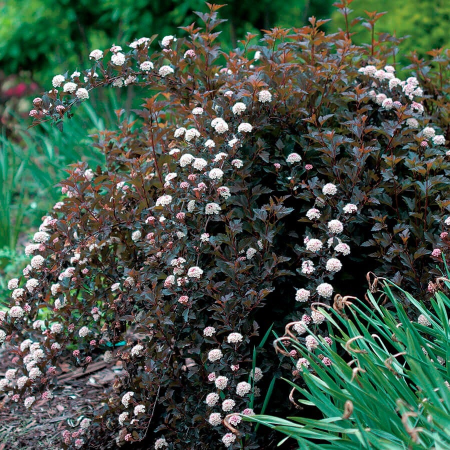 Physocarpus Summer Wine® Ninebark