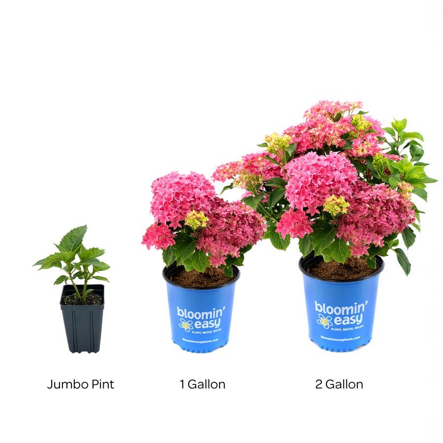 Hydrangea Starfield™ Bigleaf Hydrangea