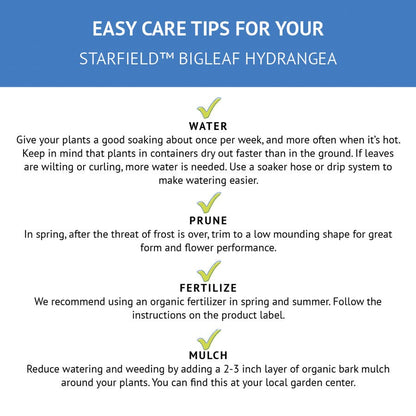Hydrangea Starfield™ Bigleaf Hydrangea