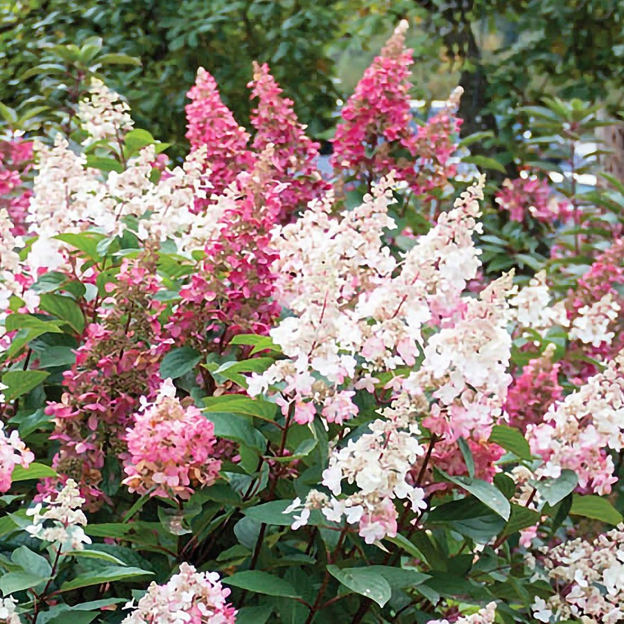 Hydrangea Candelabra® Panicle Hydrangea Bush