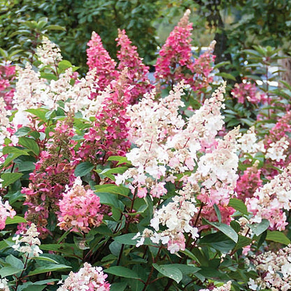 Hydrangea Candelabra® Panicle Hydrangea Bush