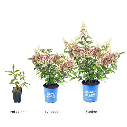 Hydrangea Candelabra® Panicle Hydrangea Bush