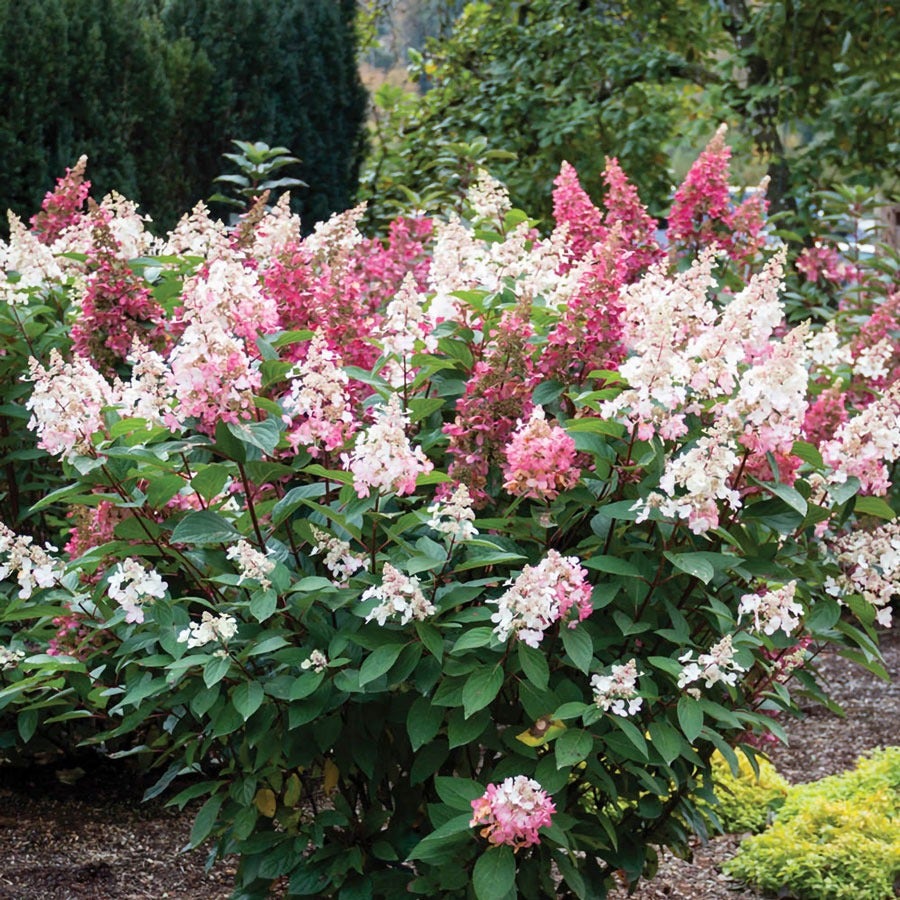 Hydrangea Candelabra® Panicle Hydrangea Bush