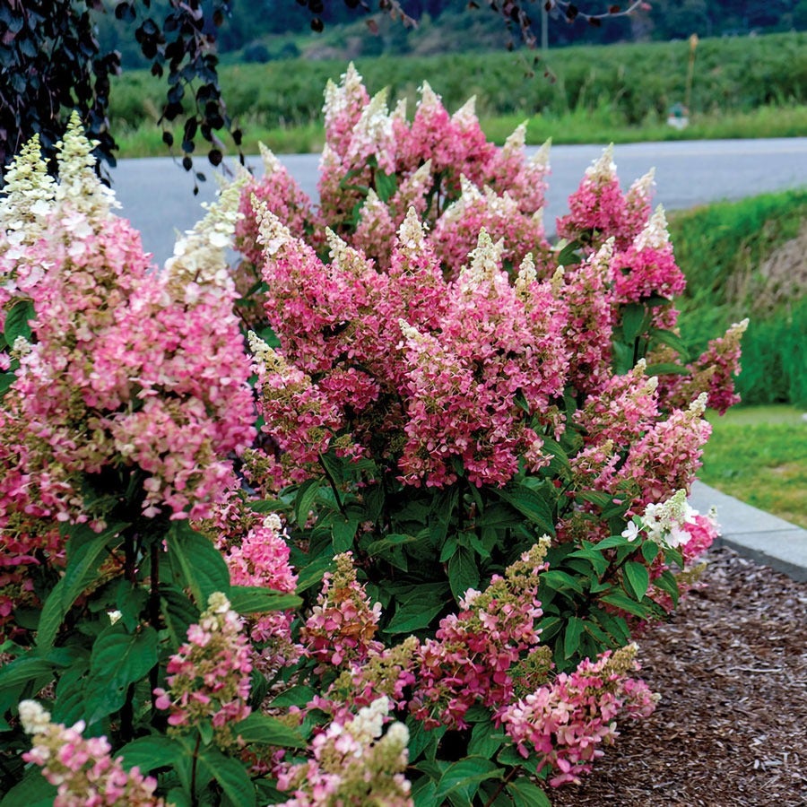 Hydrangea Candelabra® Panicle Hydrangea Bush