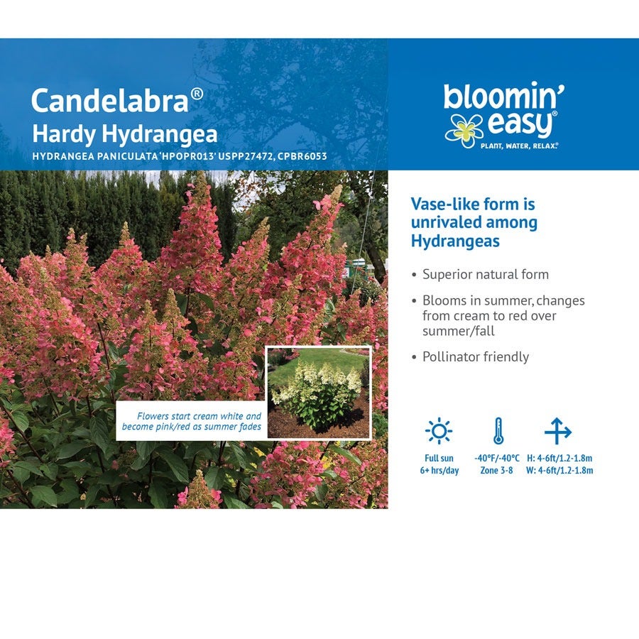 Hydrangea Candelabra® Panicle Hydrangea Bush