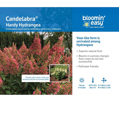 Hydrangea Candelabra® Panicle Hydrangea Bush