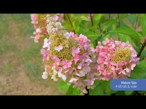 Hydrangea Candelabra® Panicle Hydrangea Bush
