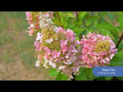 Hydrangea Candelabra® Panicle Hydrangea Bush