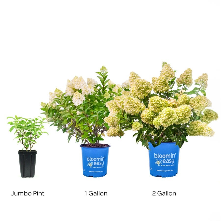 Hydrangea Dragon Baby™ Panicle Hydrangea