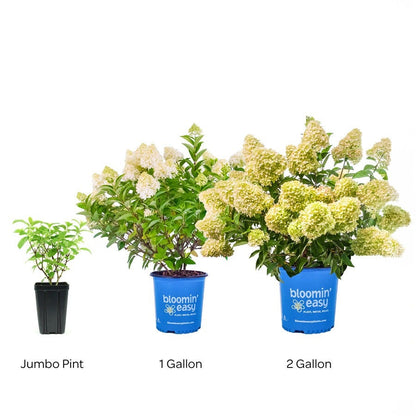 Hydrangea Dragon Baby™ Panicle Hydrangea