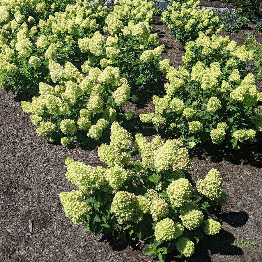 Hydrangea Dragon Baby™ Panicle Hydrangea