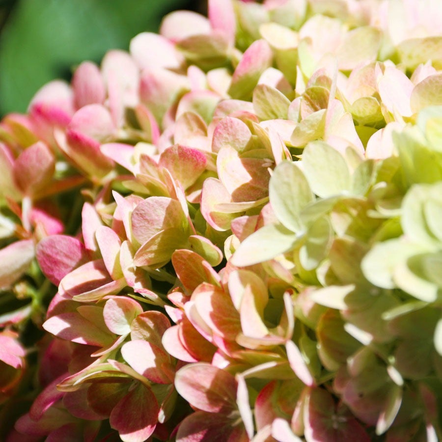 Hydrangea Dragon Baby™ Panicle Hydrangea
