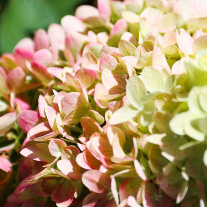 Hydrangea Dragon Baby™ Panicle Hydrangea