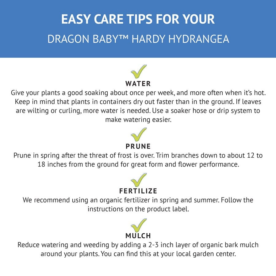 Hydrangea Dragon Baby™ Panicle Hydrangea