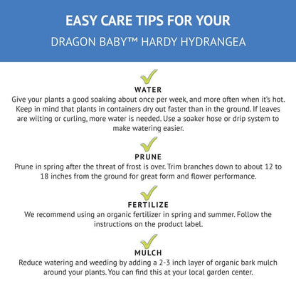 Hydrangea Dragon Baby™ Panicle Hydrangea
