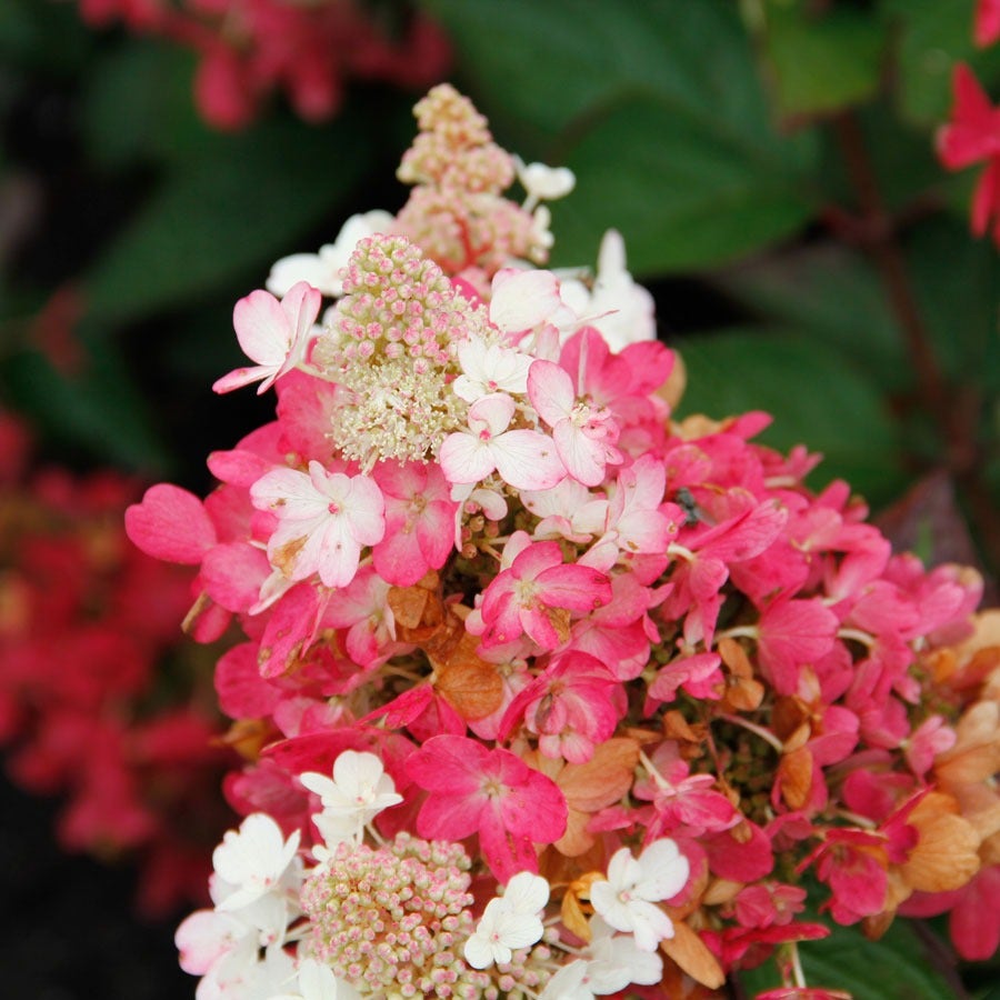 Hydrangea Flare™ Panicle Hydrangea