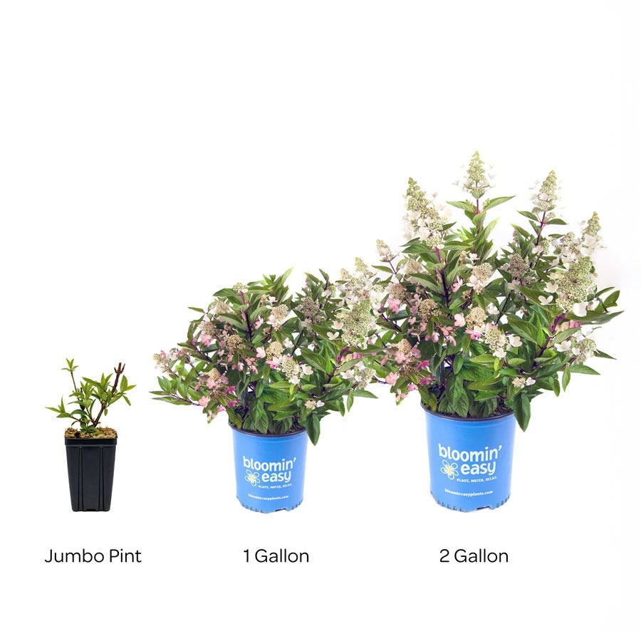 Hydrangea Flare™ Panicle Hydrangea