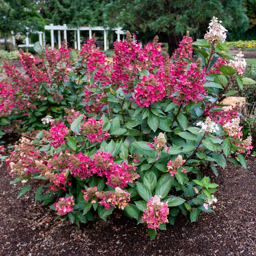 Hydrangea Flare™ Panicle Hydrangea