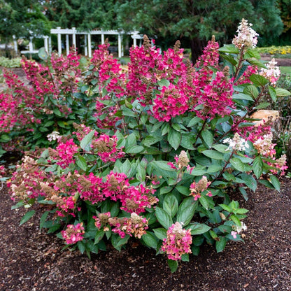 Hydrangea Flare™ Panicle Hydrangea