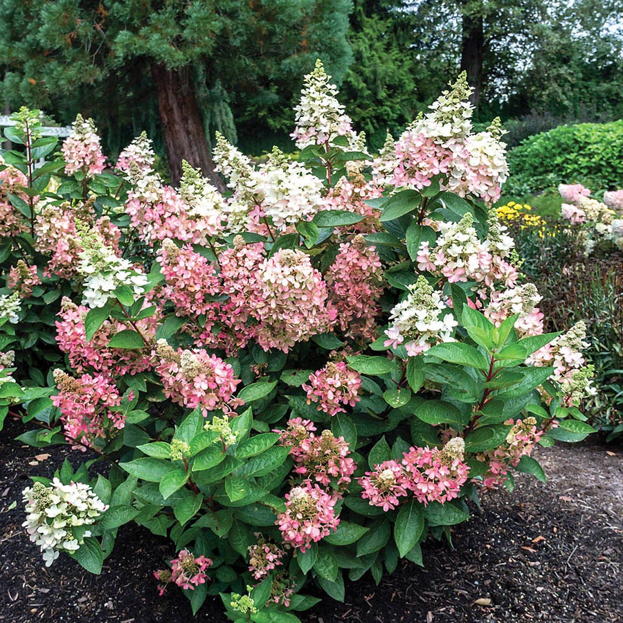 Hydrangea Flare™ Panicle Hydrangea