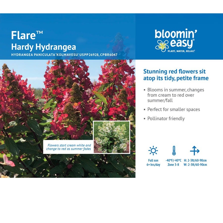 Hydrangea Flare™ Panicle Hydrangea