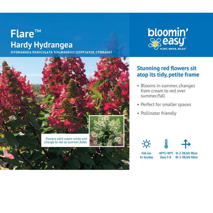 Hydrangea Flare™ Panicle Hydrangea
