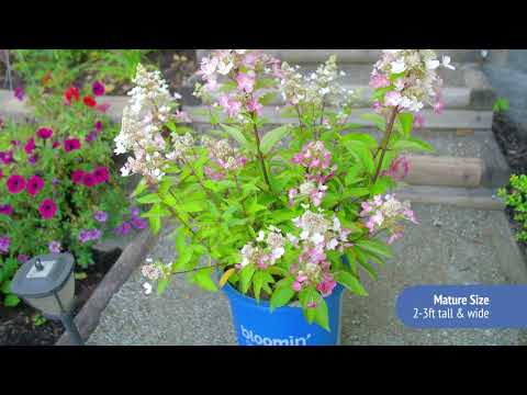 Hydrangea Flare™ Panicle Hydrangea