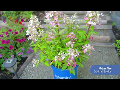 Hydrangea Flare™ Panicle Hydrangea