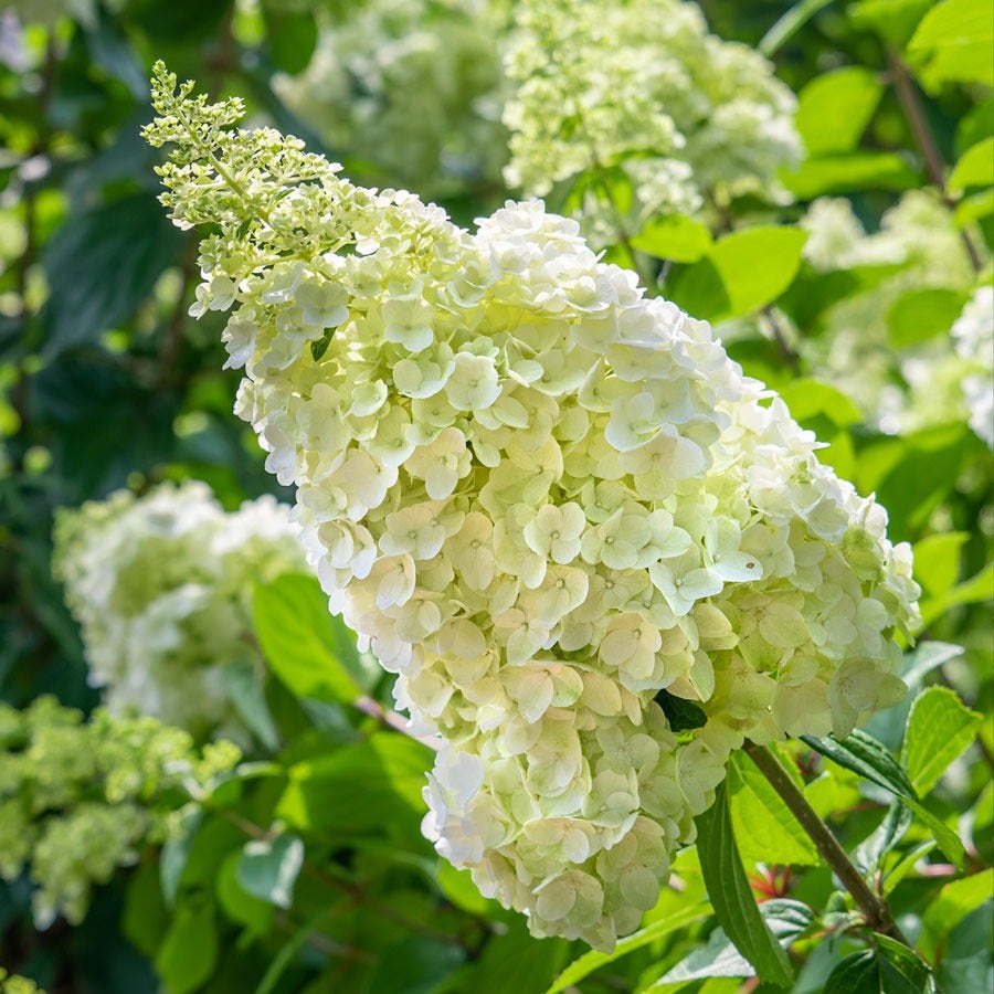 Hydrangea Moonrock™ Panicle Hydrangea