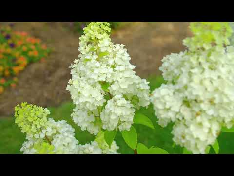 Hydrangea Moonrock™ Panicle Hydrangea